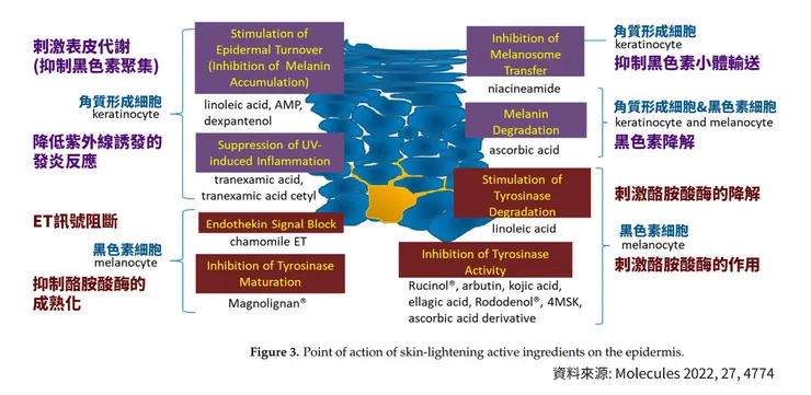 全球美白成份大事記