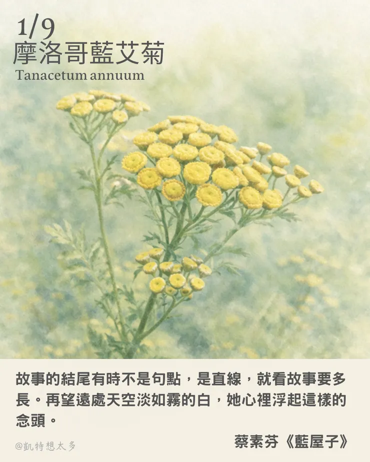  《一日一花・一句》｜1 月 9 日｜摩洛哥藍艾菊 × 蔡素芬《藍屋子》