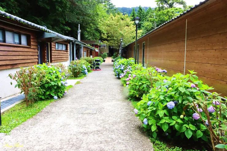 10:45由觀霧山莊起登(車停山莊正前方停車場)