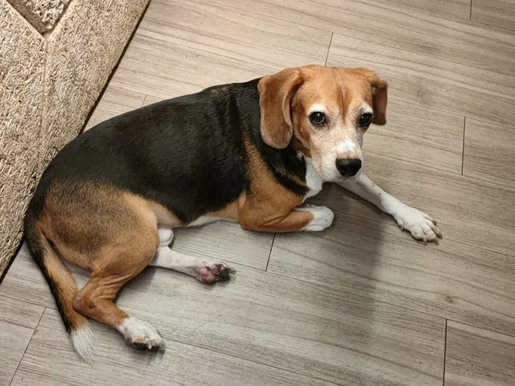 業主平日上班時,禿禿會在咖啡店裡。