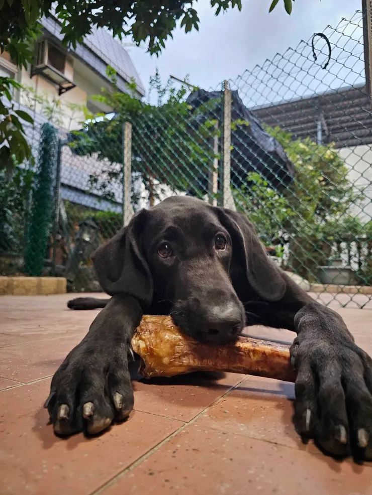 老四 Queena 1歲4個月