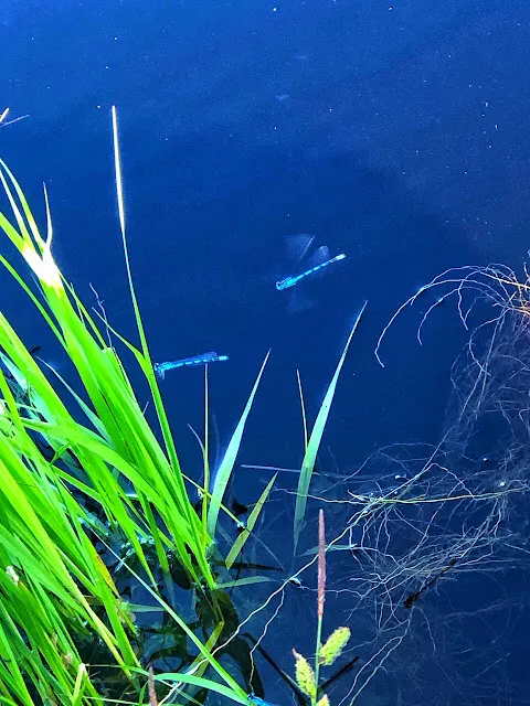 在湖邊還看到一大群藍色的蜻蜓，第一次看到這麼漂亮的藍色蜻蜓。