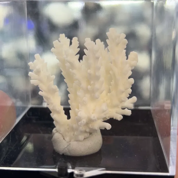 來自琉球海的珊瑚，經過數度清洗和整理才能呈現如此樣貌。