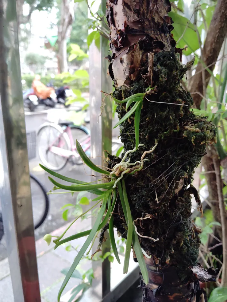 將迎來第二次花期的台灣風蘭