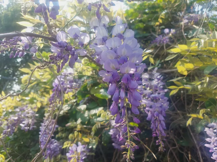 奼紫，是我對紫藤那迷離的粉紫的印象！ 「奼」是少女的意思，奼紫就是少女一般空靈、像水彩般流動的粉紫！