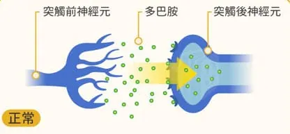 圖1.神經元(引自家天使網站)