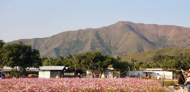 鏡頭外面已經沒有花田，哈