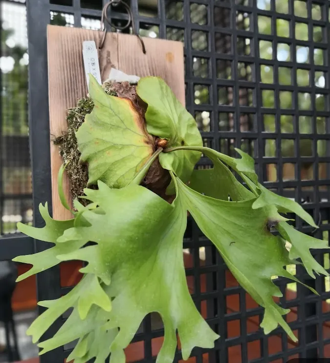 鹿角蕨（Staghorn Fern）是一種附生型蕨類植物，原生於熱帶雨林的樹冠層，以獨特的鹿角狀葉片聞名