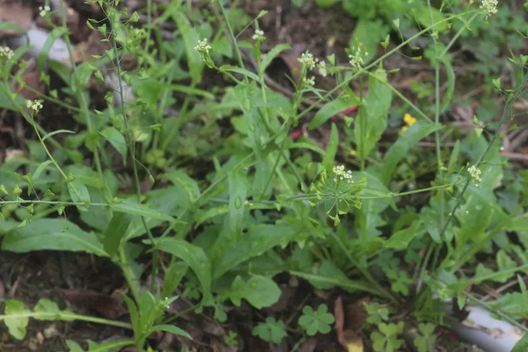 薺菜植株小,常常容易混入野草當中不易分辨。