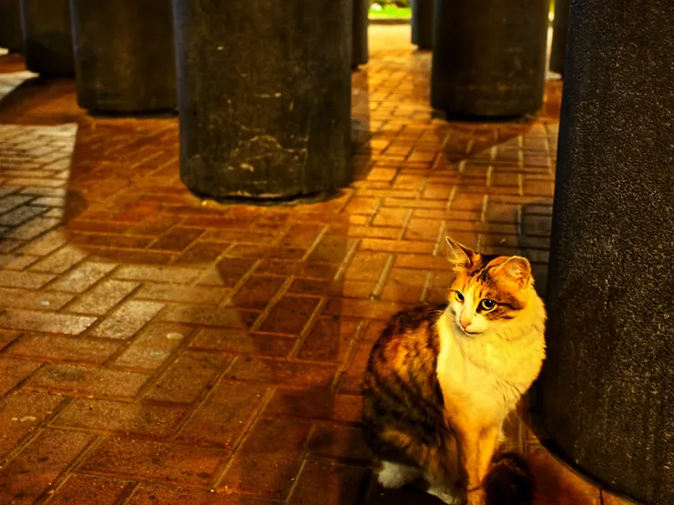 瞧這嫵媚的眼神