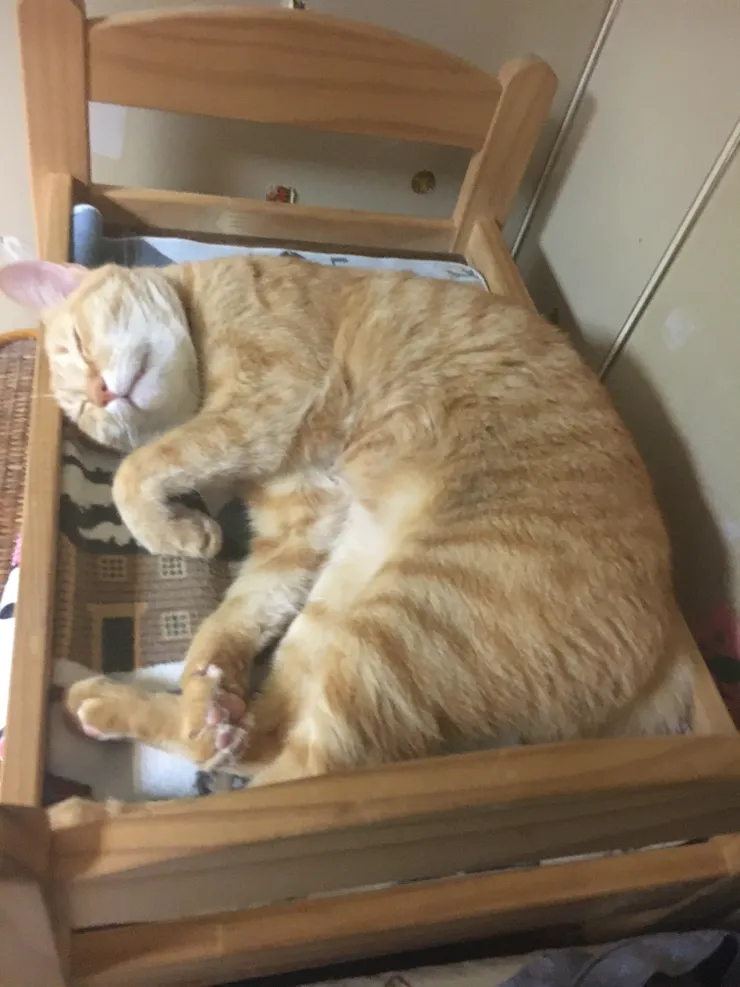 我家的貓不做事也沒關係。