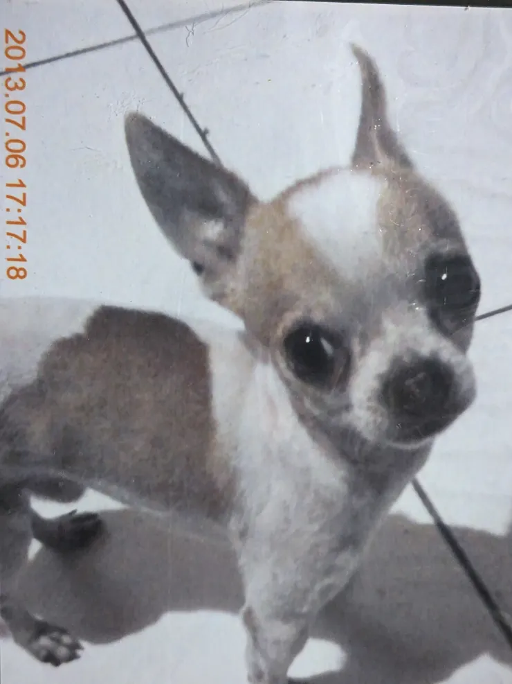 壽星小可愛 小小