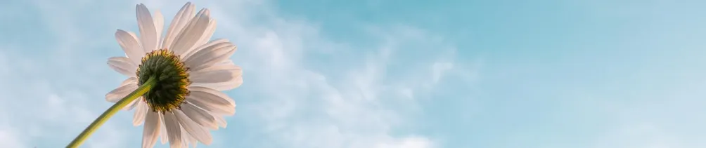 朵莉的阿卡西花園的沙龍