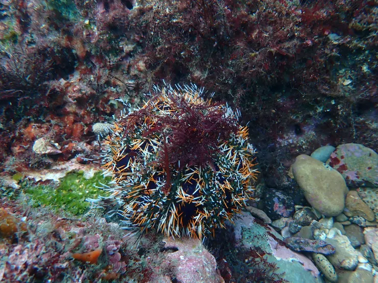 圖：和平島地質公園