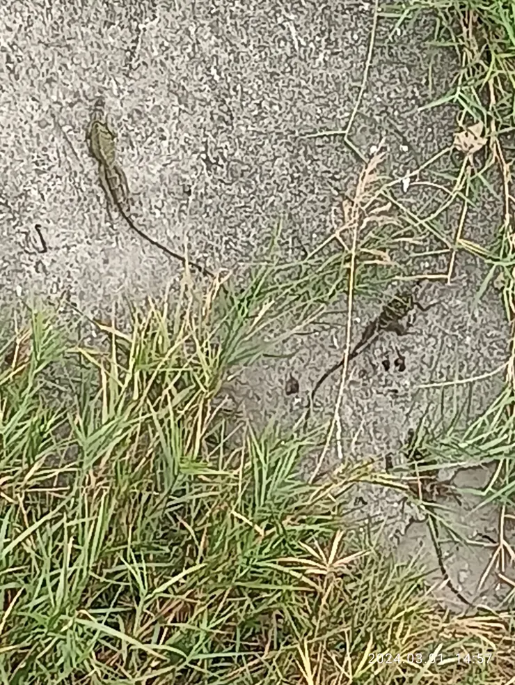 泥壁陽曬綠鬣蜥，自拍