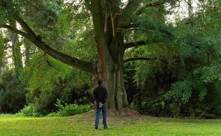《你是不會當樹嗎》電影劇照／劇照提供：海鵬影業