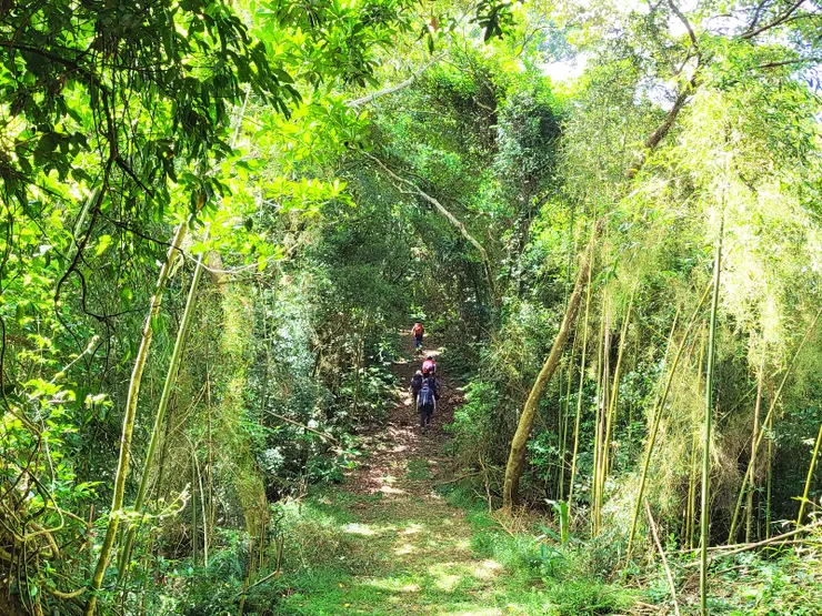 深邃的林蔭步道
