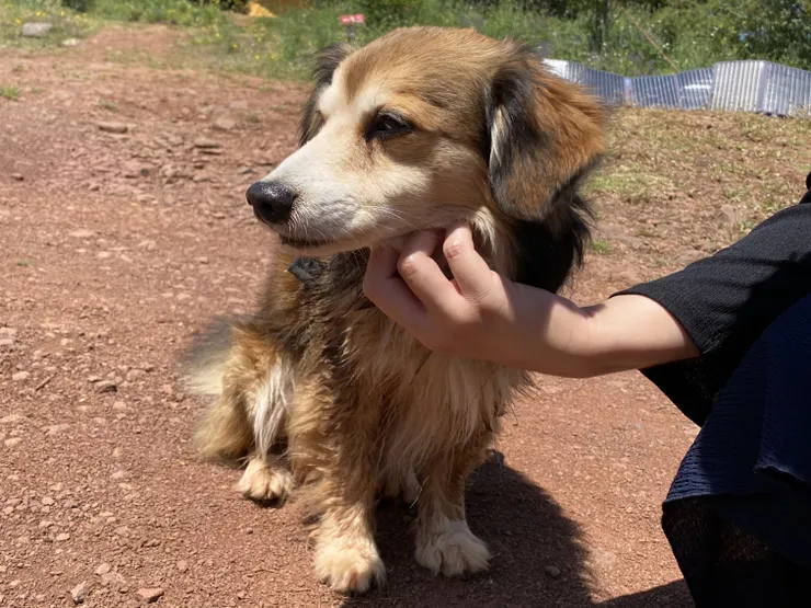 撒嬌得有點離譜的南法狗狗。(攝影/陳筱涵)