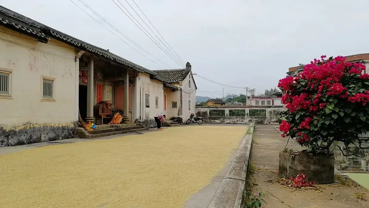 禾坪與水塘（筆者自攝）