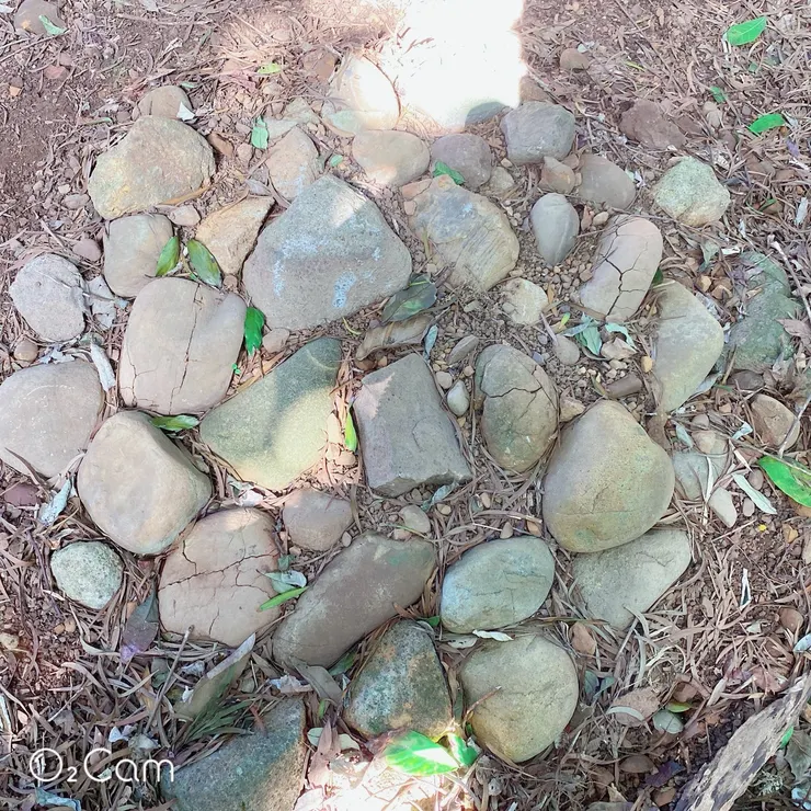 2026/01/29 阿姨拍的圓圓