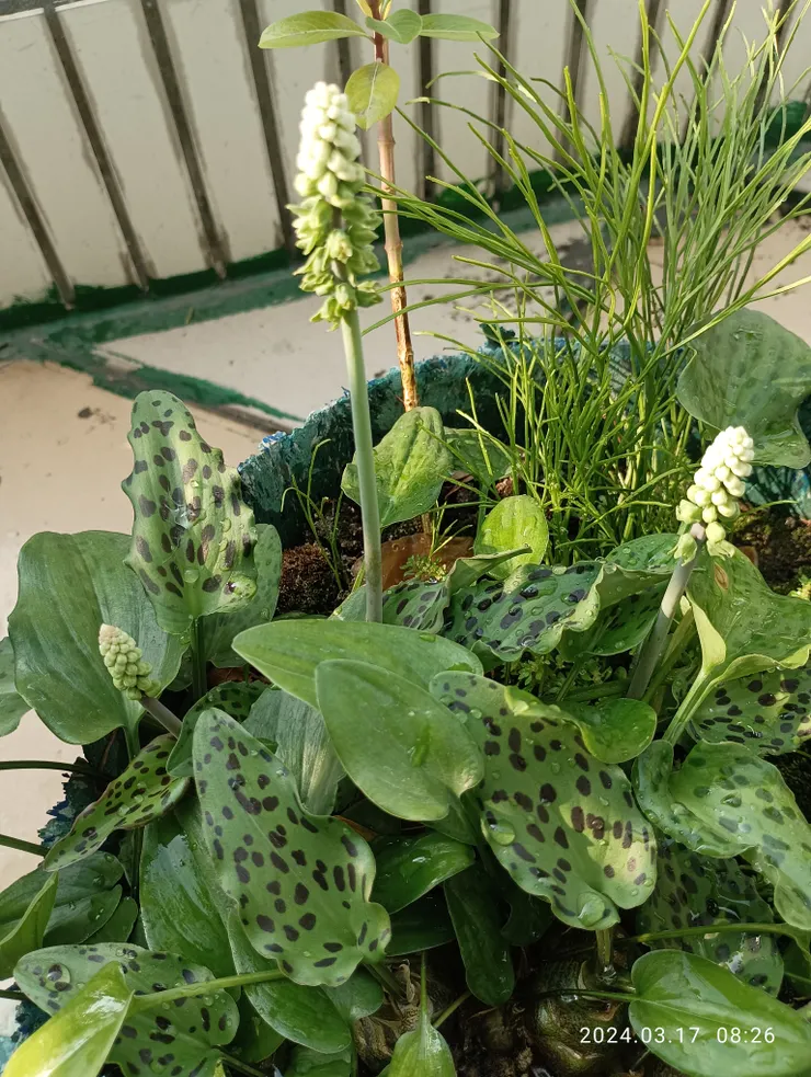 油點百合花也開了，她精神好，身心安頓得緊耶