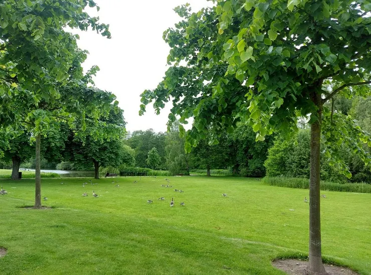 斐特列城堡公園內水鴨數量不比遊客少