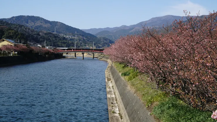 日本賞櫻祕境：河津櫻花隧道之旅之2025年3月10日河津站賞櫻