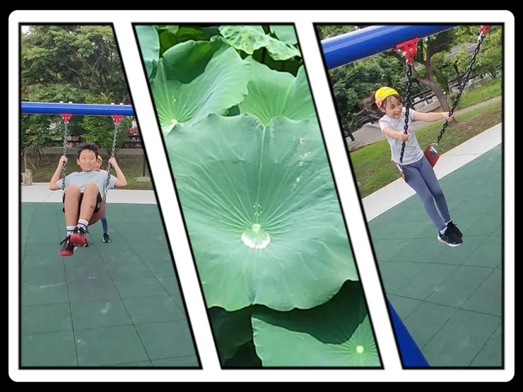 路邊公園\路邊荷花池