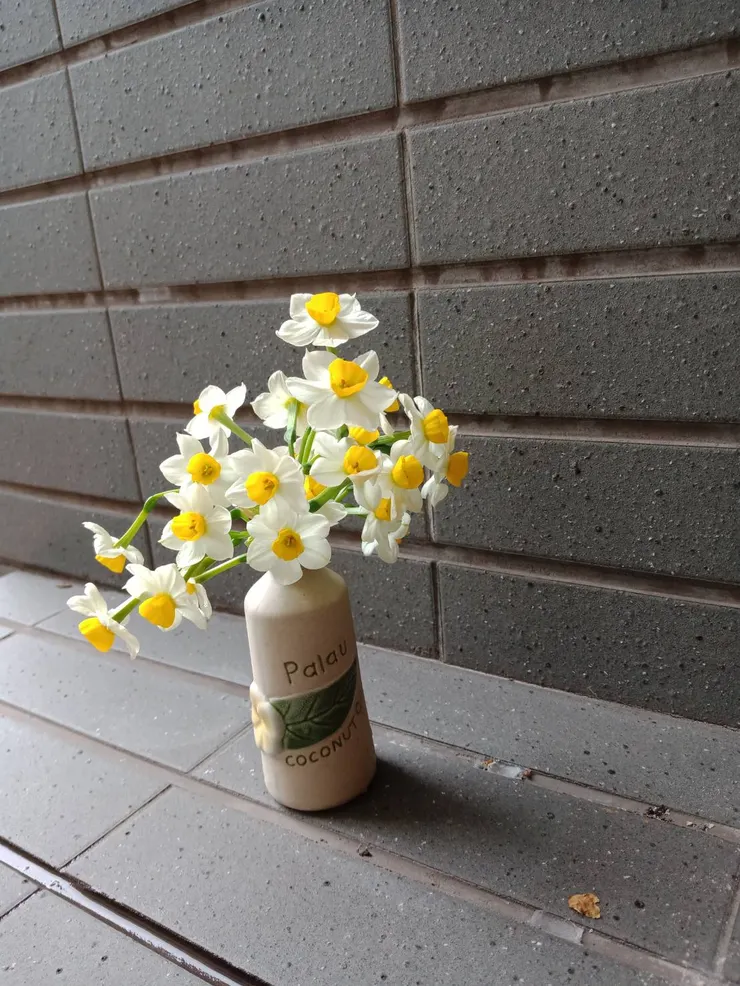 水仙屬於年景之一 (作者拍攝)