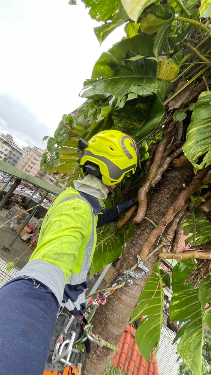 黃金葛非常阻礙攀爬，不移除就無法往上爬，如果能夠丟過樹頂使用基部固定點，就會好工作許多。