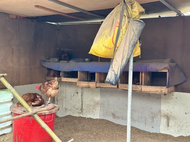 母雞生蛋的小房間