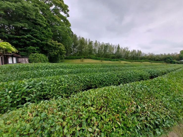 茶畑