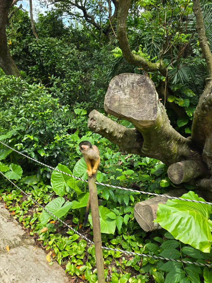 小巧可愛的松鼠猴