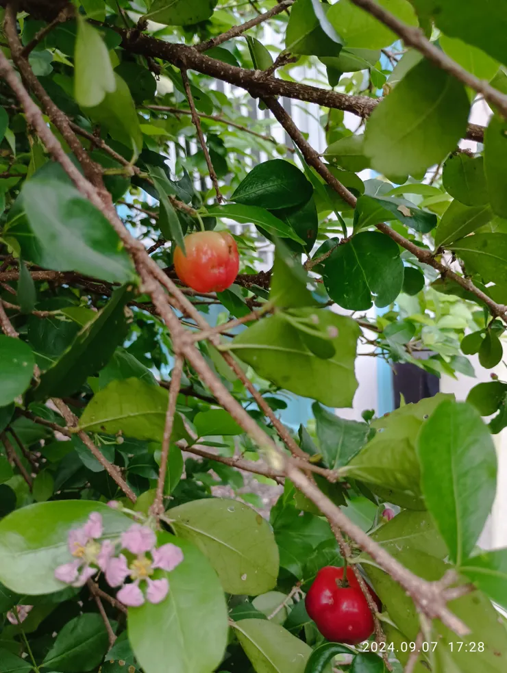 西印度櫻桃