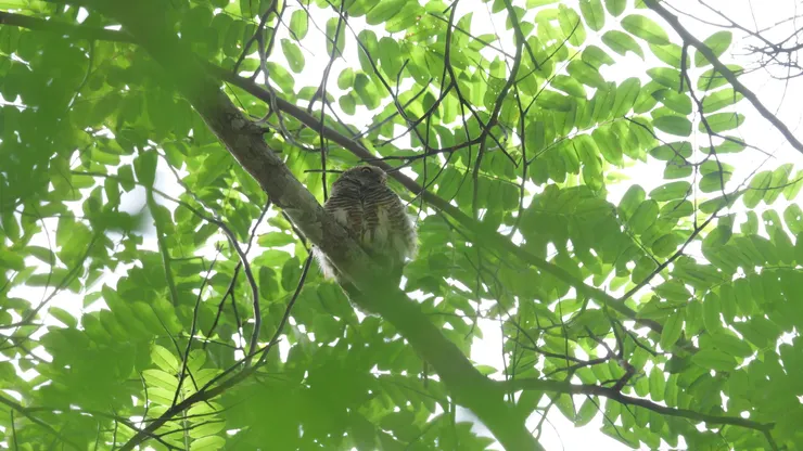 越走越近也不怕人