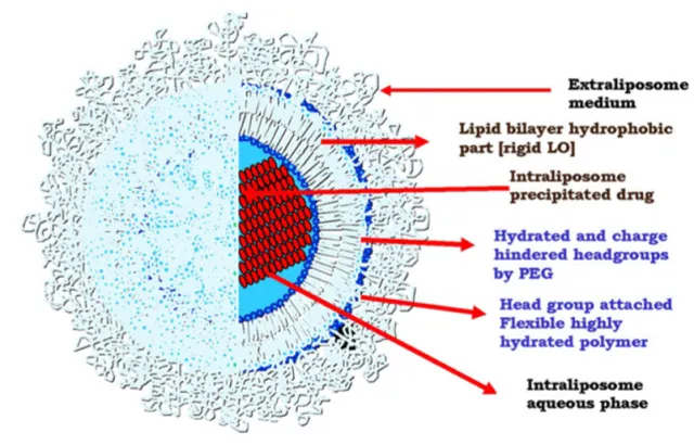 圖 1：Doxil® 為 PEGylated 單層脂質體，平均粒徑 < 100 nm。