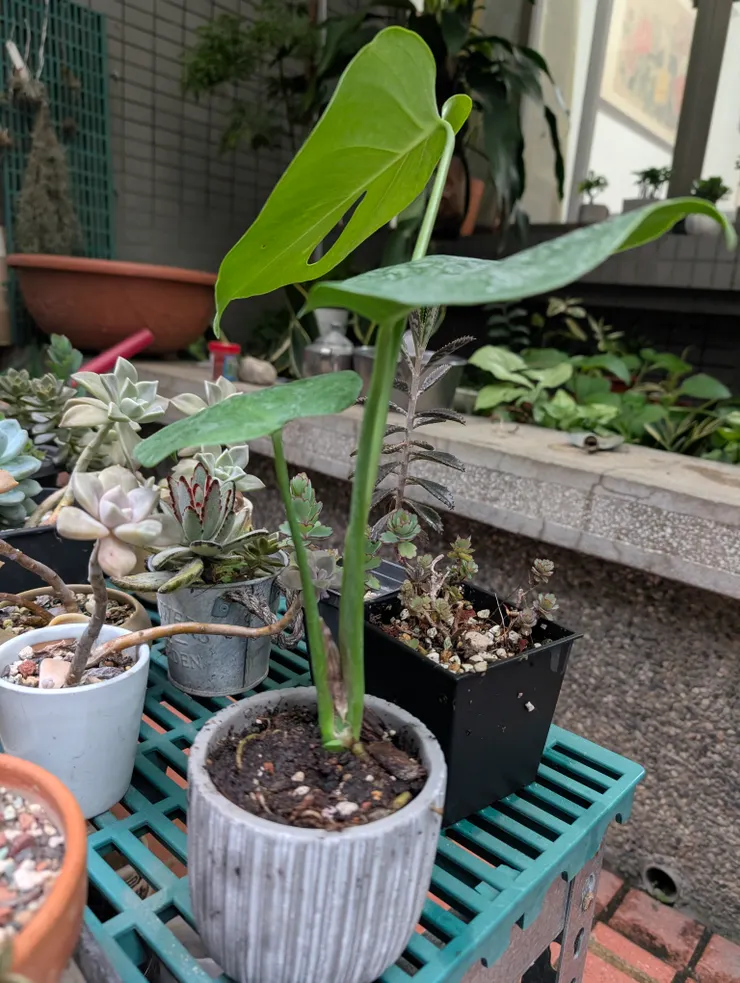 龜背芋，配圓形盆