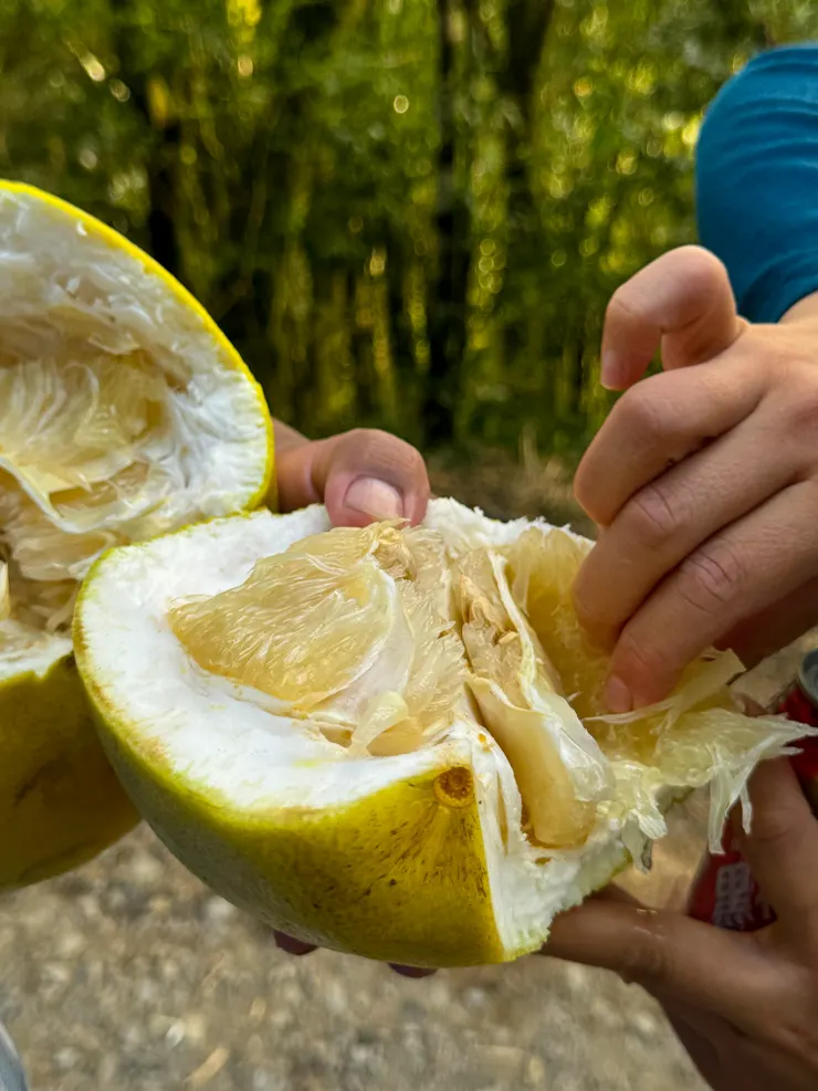 正芬小姐和尹萬大哥要一顆超大柚子, 大家分食中~