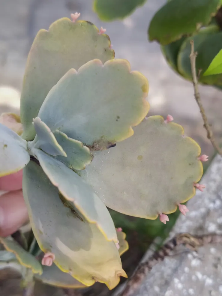 葉片長芽的蝴蝶之舞，推測與上周多天的降雨有關。