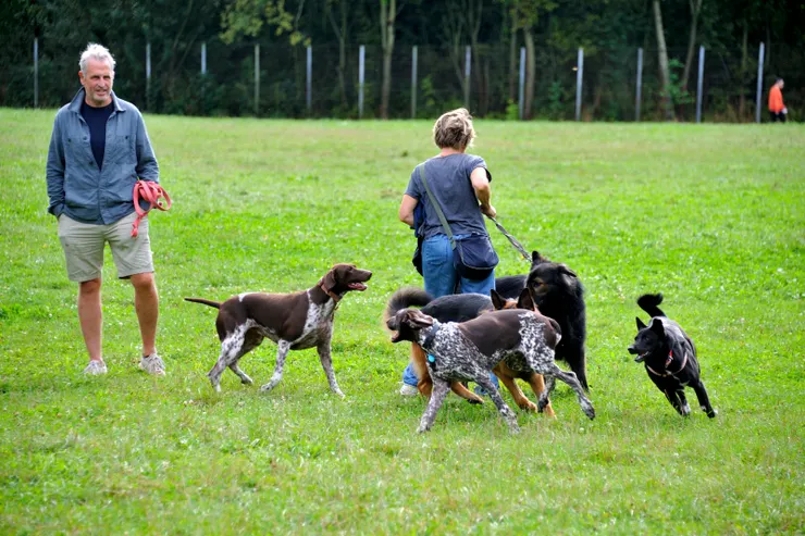 【主人談笑群狗奔逐不知誰蹓誰！久而久之，來大公園蹓的人與狗都打成一片，成為好朋友。】