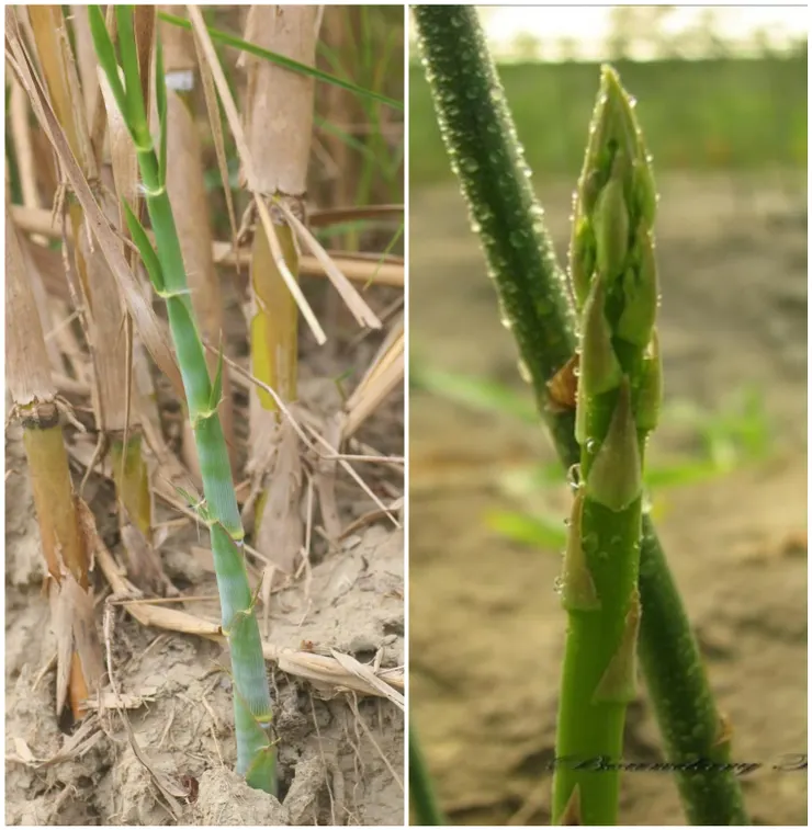左為蘆筍的本尊——蘆葦的幼苗；右為石刁柏，是今天我們所熟悉的蘆筍
