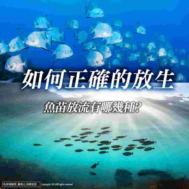 魚苗放流方式及原則