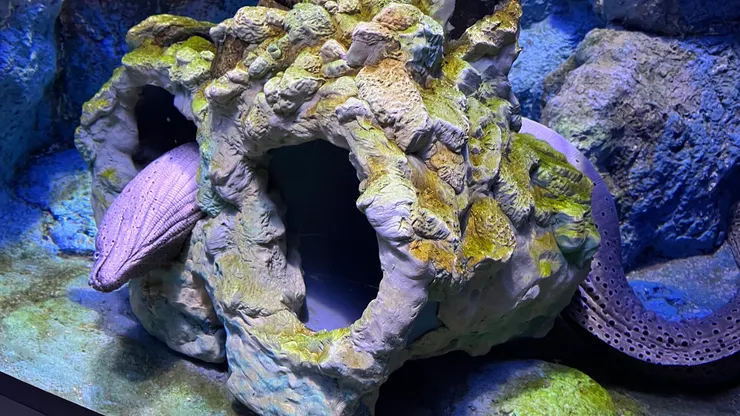 在海底感覺是個不錯的偽裝術。