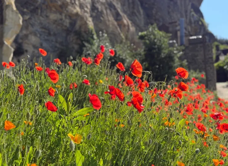 在這𥚃會忍不住讚嘆大自然的奇妙，連路邊的小花都可以開的這麼漂亮