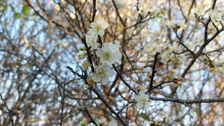 古詩與古畫中的梅都是「疏影橫斜」 但實際種梅才知道，既不疏也不橫。要不是透過鏡頭特寫，梅樹實在談不上有甚麼美感。