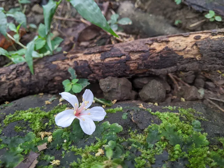 當年是九月去爬，竟然還見到桐花