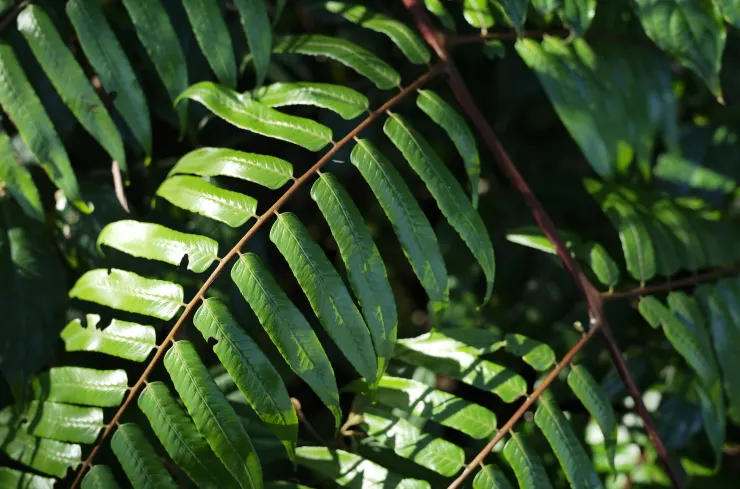 鬼桫欏葉片(Leica M10-R+ APO-SUMMICRON-M 35 f/2 ASPH.)