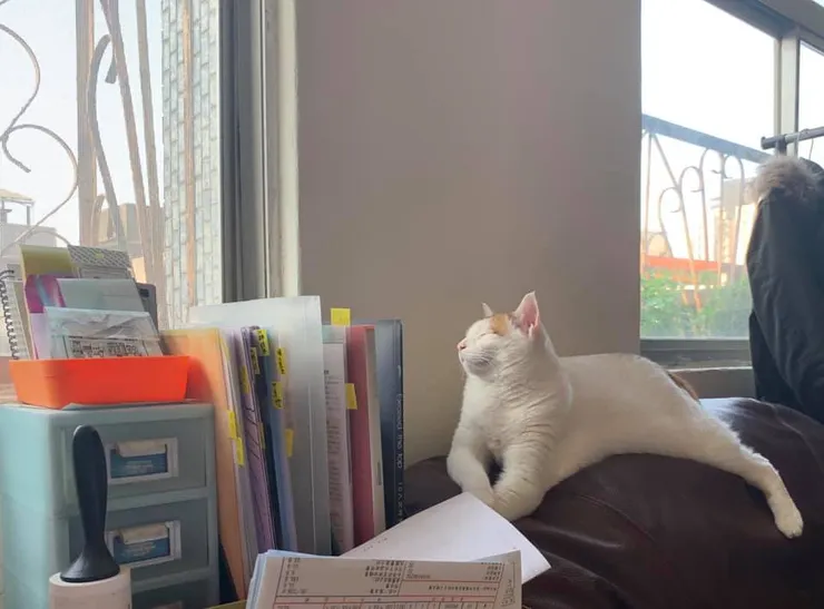 在萬華時貓過得滿爽的