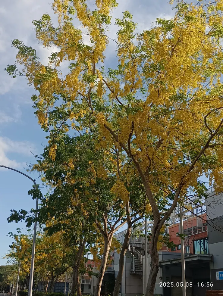 阿勃勒花開了，自拍攝