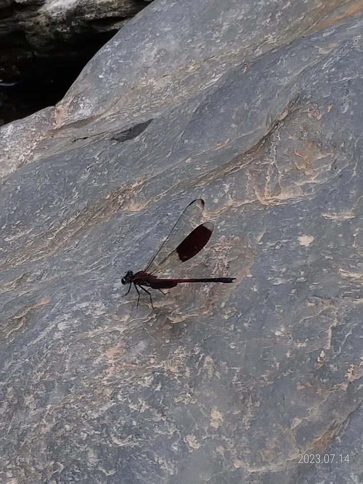 豆娘溪舞身映靚